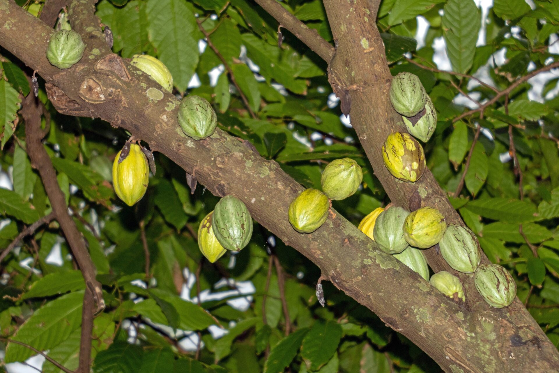 Fresh green and yellow cocoa pods ripening on the tree at origin in Indonesia