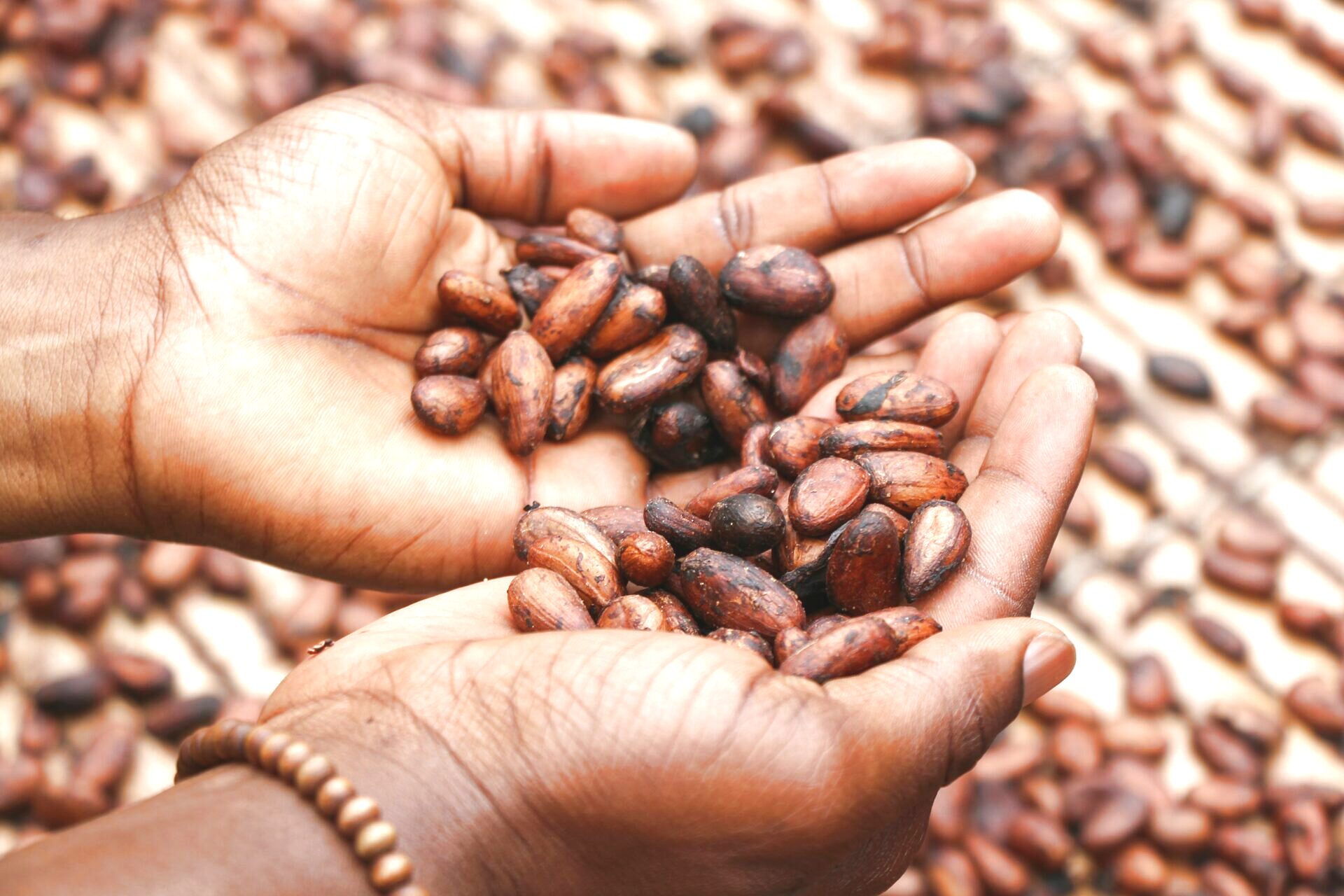 A farmer's hands holding freshly harvested cocoa beans